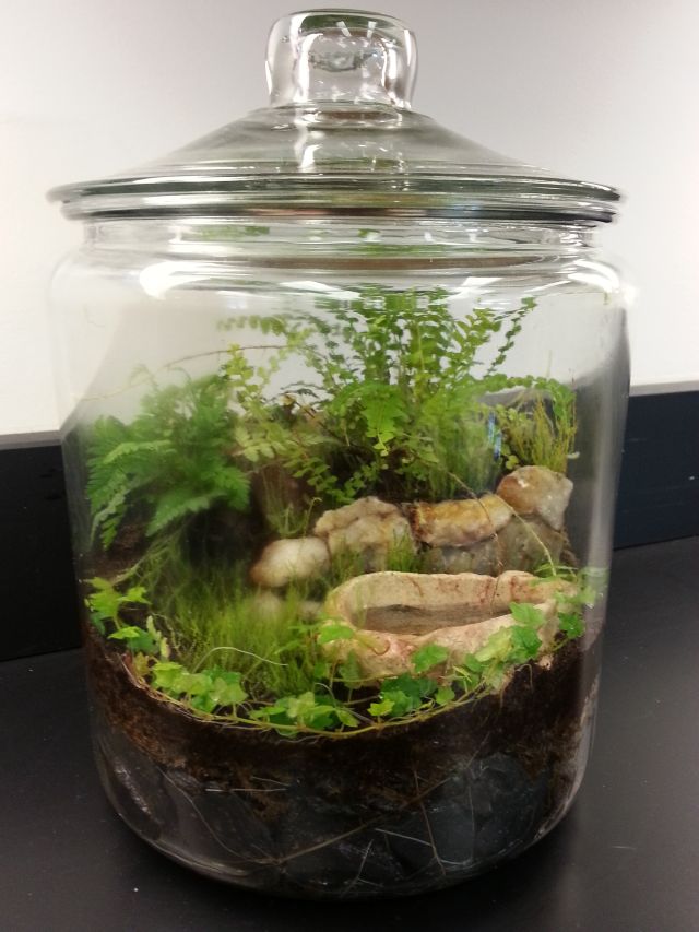 1 gallon jar with pond